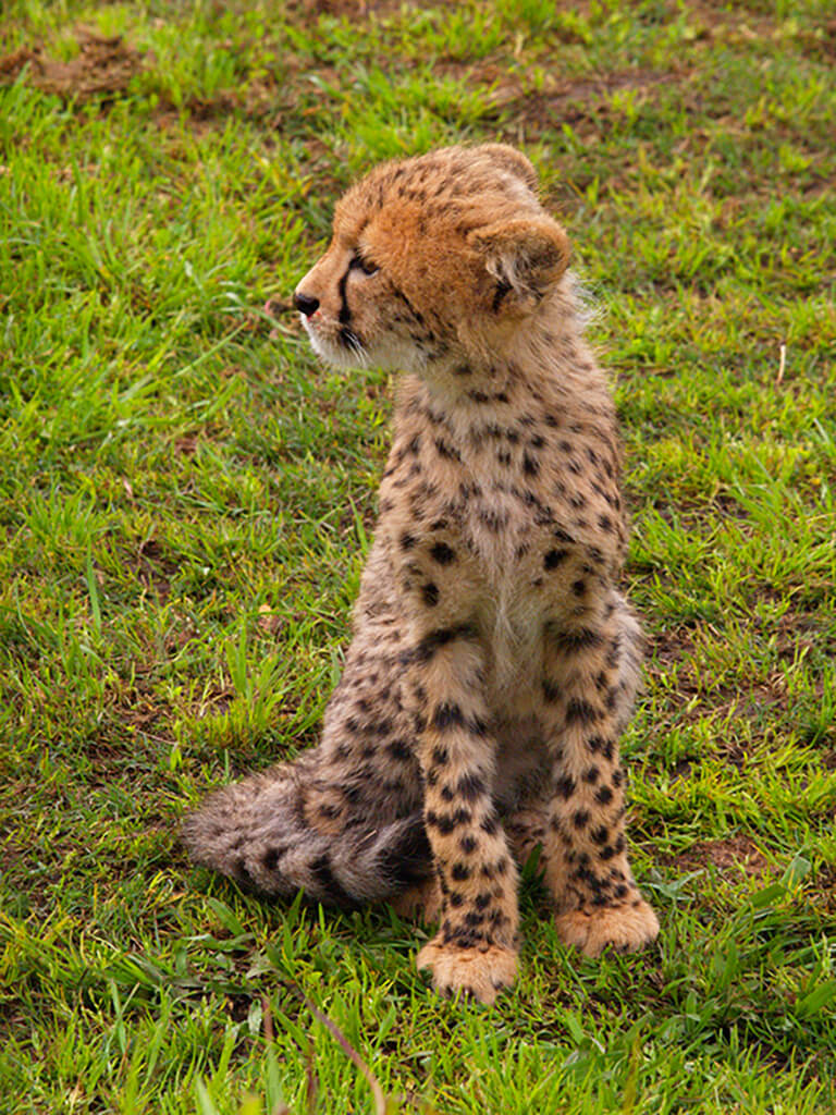 Lepard Kitten
