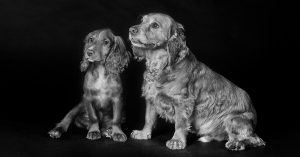 A black and white photo of two Cocker Spaniel dogs sitting on a dark background. The dog on the left is smaller, possibly a puppy, while the dog on the right is larger and more mature, both looking attentively in the same direction.