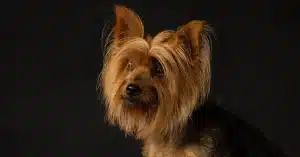 A small dog with long brown and black fur stands against a black background, looking to the side. The lighting highlights its expressive eyes and fluffy ears.