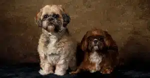 Two small, fluffy dogs sit side by side on a dark surface against a brown textured background. The dog on the left has a lighter coat, while the one on the right is darker brown. Both dogs have expressive eyes and gentle expressions.