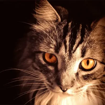 A close-up of a fluffy cat with striking amber eyes and gray-and-white fur, partially lit from the side, showcases dramatic contrast with the dark background—a signature look from Northampton Photography. A close-up of a fluffy cat with striking amber eyes and gray-and-white fur, partially lit from the side, showcases dramatic contrast with the dark background—a signature look from Northampton Photography.