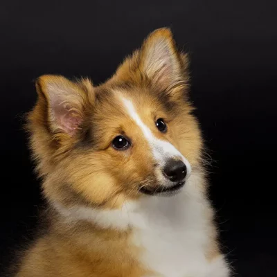 A Shetland Sheepdog puppy with a fluffy tan and white coat, perky ears, and alert dark eyes is expertly captured by Northampton Photography against a solid black background. A Shetland Sheepdog puppy with a fluffy tan and white coat, perky ears, and alert dark eyes is expertly captured by Northampton Photography against a solid black background.